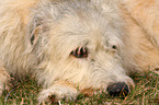 Irish Wolfhound