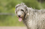 Irish Wolfhound portrait