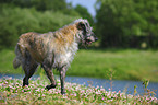 Irish Wolfhound