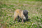 Irish Wolfhound