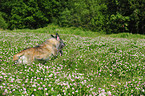 running Irish Wolfhound