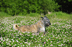 running Irish Wolfhound