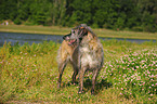 Irish Wolfhound