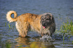 bathing Irish Wolfhound