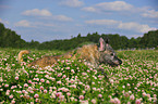 running Irish Wolfhound