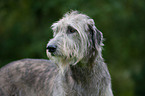 Irish Wolfhound Portrait