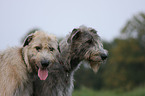 Irish Wolfhounds