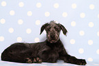 young Irish Wolfhound