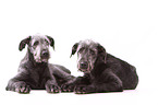 young Irish Wolfhounds