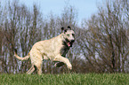 running Irish Wolfhound