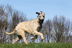 running Irish Wolfhound