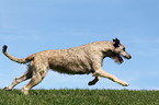 running Irish Wolfhound