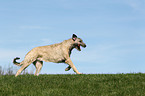 running Irish Wolfhound