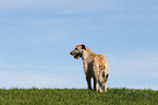 Irish Wolfhound