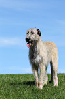 Irish Wolfhound