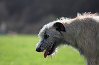 Irish Wolfhound portrait