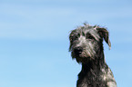 Irish Wolfhound portrait