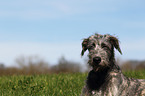 Irish Wolfhound portrait