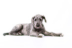 young Irish Wolfhound