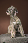 young Irish Wolfhound