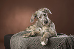 young Irish Wolfhound