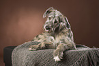 young Irish Wolfhound