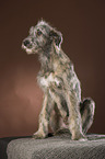 young Irish Wolfhound