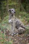 young Irish Wolfhound