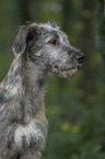 young Irish Wolfhound