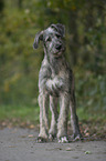 young Irish Wolfhound