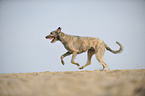 running Irish Wolfhound