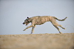 running Irish Wolfhound