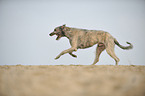 running Irish Wolfhound