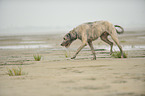 walking Irish Windhund