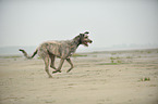 running Irish Wolfhound