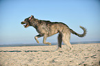 running Irish Wolfhound