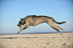 running Irish Wolfhound