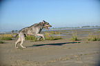 running Irish Wolfhound