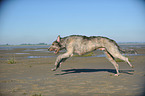 running Irish Wolfhound