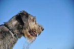 Irish Wolfhound Portrait