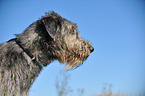 Irish Wolfhound Portrait