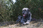 lying Irish Wolfhound