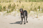 Irish Wolfhound