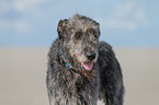 Irish Wolfhound Portrait