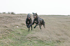 Irish Wolfhounds