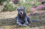 lying Irish Wolfhound