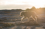 walking Irish Wolfhound