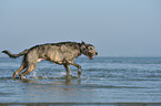 running Irish Wolfhound