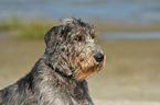 Irish Wolfhound Portrait