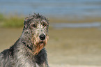 Irish Wolfhound Portrait